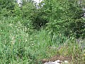 IMG_0382.jpg