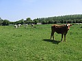 IMG_0239.jpg