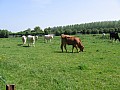 IMG_0242.jpg